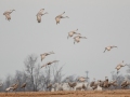 Sandhill Cranes - Lawson-Poindexter Rd Farm Pond (restricted access; roadside viewing), Trenton, Todd County, Kentucky, January 9, 2021