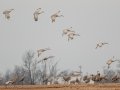 Sandhill Cranes - Lawson-Poindexter Rd Farm Pond (restricted access; roadside viewing), Trenton, Todd County, Kentucky, January 9, 2021