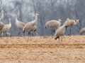 Sandhill Cranes - Lawson-Poindexter Rd Farm Pond (restricted access; roadside viewing), Trenton, Todd County, Kentucky, January 9, 2021