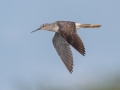 Greater Yellowlegs - Flooded Field 8638-8798 Fort Campbell Blvd, Hopkinsville, Christian County, April 8, 2021