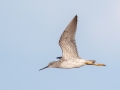 Greater Yellowlegs - Flooded Field 8638-8798 Fort Campbell Blvd, Hopkinsville, Christian County, April 8, 2021