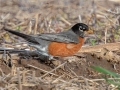 American Robin - Flooded Field 8638-8798 Fort Campbell Blvd, Hopkinsville, Christian County, April 8, 2021