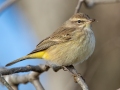 Palm Warbler (Western) - E Lester Chapel Rd, Trenton, Todd County, Kentucky, January 19, 2021