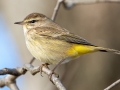 Palm Warbler (Western) - E Lester Chapel Rd, Trenton, Todd County, Kentucky, January 19, 2021