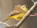 Palm Warbler (Yellow) - E Lester Chapel Rd, Trenton, Todd County, Kentucky, January 19, 2021