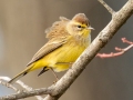 Palm Warbler (Yellow) - E Lester Chapel Rd, Trenton, Todd County, Kentucky, January 19, 2021