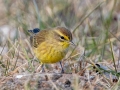 Palm Warbler (Yellow) - E Lester Chapel Rd, Trenton, Todd County, Kentucky, January 19, 2021