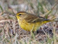 Palm Warbler (Yellow) - E Lester Chapel Rd, Trenton, Todd County, Kentucky, January 19, 2021