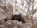 Bald Eagle - Lake Barkley Dam, Lyon County, February 6, 2021