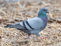 Rock Pigeon - 500–854 Big Pond Rd, Trenton, Todd County, February 1, 2021