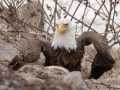 Bald Eagle - Lake Barkley Dam, Lyon County, February 6, 2021