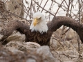 Bald Eagle - Lake Barkley Dam, Lyon County, February 6, 2021