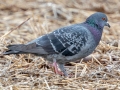 Rock Pigeon - 500–854 Big Pond Rd, Trenton, Todd County, February 1, 2021