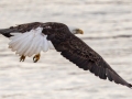 Bald Eagle - Lake Barkley Dam, Lyon County, February 6, 2021