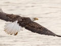 Bald Eagle - Lake Barkley Dam, Lyon County, February 6, 2021