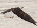 Bald Eagle - Lake Barkley Dam, Lyon County, February 6, 2021