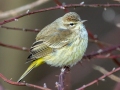 Palm Warbler (Western) - E Lester Chapel Rd, Trenton, Todd County, Kentucky, January 28, 2021