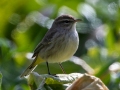 Palm Warbler (Western) - E Lester Chapel Rd, Trenton, Todd County, Kentucky, January 28, 2021