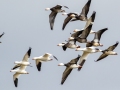 Ross's Goose -  (2 in bottom left corner)  Lawson-Poindexter Rd Farm Pond, Todd County, February 2, 2021