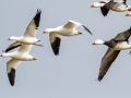 Ross's Goose -  (2 on left, flying with Snow Geese)  Lawson-Poindexter Rd Farm Pond, Todd County, February 2, 2021