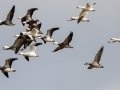 Snow Goose - Lawson-Poindexter Rd Farm Pond, Todd County, February 2, 2021
