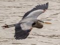 Great Blue Heron - Lake Barkley Dam, Lyon County, February 6, 2021