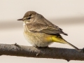 Palm Warbler (Western) - E Lester Chapel Rd, Trenton, Todd County, Kentucky, January 28, 2021