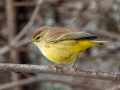 Palm Warbler (Yellow) - E Lester Chapel Rd, Trenton, Todd County, Kentucky, January 28, 2021