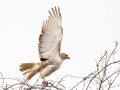 Red-tailed Hawk - E Lester Chapel Rd, Trenton, Todd County, Kentucky, January 21, 2021