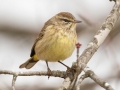 Palm Warbler (Yellow) - E Lester Chapel Rd, Trenton, Todd County, Kentucky, January 21, 2021