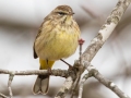 Palm Warbler (Yellow) - E Lester Chapel Rd, Trenton, Todd County, Kentucky, January 21, 2021