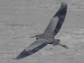 Great Blue Heron - Lake Barkley Dam, Lyon County, February 6, 2021