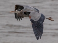 Great Blue Heron - Lake Barkley Dam, Lyon County, February 6, 2021