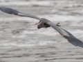 Great Blue Heron - Lake Barkley Dam, Lyon County, February 6, 2021