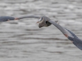 Great Blue Heron - Lake Barkley Dam, Lyon County, February 6, 2021