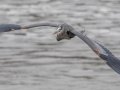 Great Blue Heron - Lake Barkley Dam, Lyon County, February 6, 2021