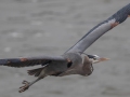 Great Blue Heron - Lake Barkley Dam, Lyon County, February 6, 2021