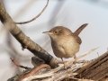 House Wren - 378-536 Big Pond Rd, Trenton, Todd County, February 1, 2021
