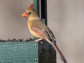 Northern Cardinal (female), Waterfowl Way, Cadiz, Trigg County, Kentucky, January 5, 2021