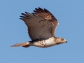 Red-tailed Hawk, ( juvenile Borealis), 7376–7542 Russellville Rd, Guthrie, Todd County, Kentucky, November 28, 2020