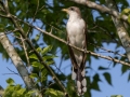 Yellow-billed Cuckoo - Land Between the Lakes -Barkley Bridge, Cadiz, Trigg County, Kentucky,  September 9, 2020