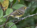 White-eyed Vireo - Land Between The Lakes National Recreation Area, Cadiz . Trigg County, Kentucky, September 26, 2020