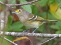 White-eyed Vireo - Land Between The Lakes National Recreation Area, Cadiz . Trigg County, Kentucky, September 26, 2020