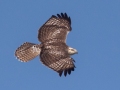 Red-tailed Hawk, juvenile "Krider's" X "Eastern" intergrade (Pale morph B. j. borealis X typical B. j. borealis), 7376–7542 Russellville Rd, Guthrie, Todd County, Kentucky, November 28, 2020