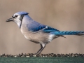 Blue Jay, Waterfowl Way, Cadiz, Trigg County, Kentucky, January 5, 2021