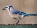 Blue Jay, Waterfowl Way, Cadiz, Trigg County, Kentucky, January 5, 2021