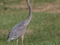 Great Blue Heron, 7376–7542 Russellville Rd, Guthrie, Todd County, Kentucky, November 28, 2020