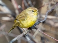 Palm Warbler (Yellow) - 214-256 Lester Chapel Rd, Guthrie, Todd County, February 2, 2021