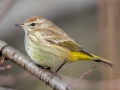 Palm Warbler (Western) - 214-256 Lester Chapel Rd, Guthrie, Todd County, February 2, 2021