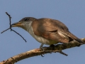 Yellow-billed Cuckoo - Land Between the Lakes -Barkley Bridge, Cadiz, Trigg County, Kentucky,  September 9, 2020